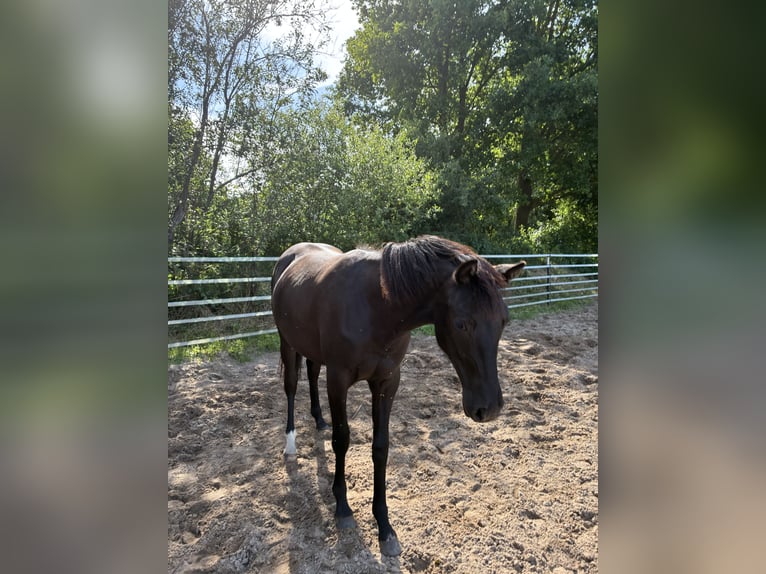 Duitse rijpony Merrie 1 Jaar Zwartbruin in Bienenbüttel