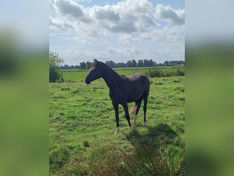 Duitse rijpony Merrie 1 Jaar Zwartbruin in Hamburg