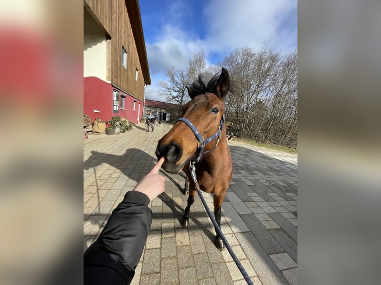 Duitse rijpony Mix Merrie 20 Jaar 135 cm Bruin in Gechingen