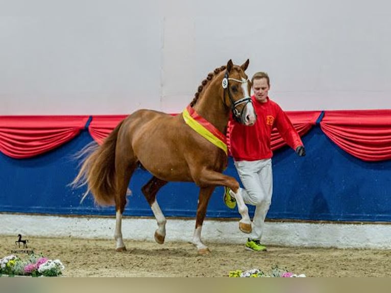 Duitse rijpony Merrie 20 Jaar 142 cm Donkerbruin in Dinklage