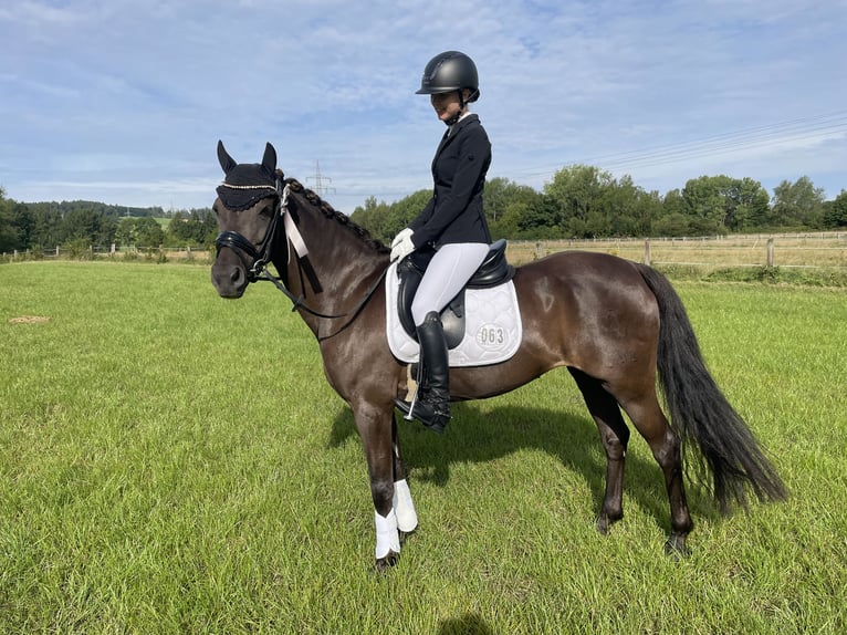 Duitse rijpony Merrie 20 Jaar 144 cm Donkerbruin in Bad Hersfeld