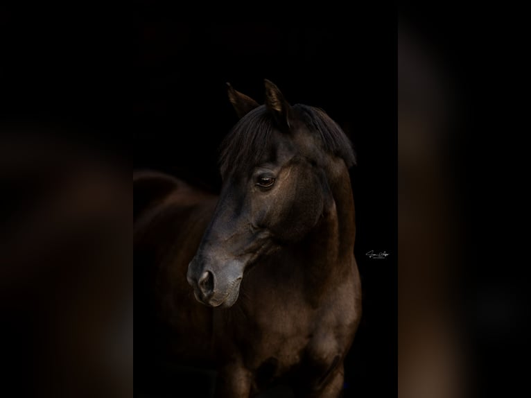 Duitse rijpony Merrie 20 Jaar 144 cm Donkerbruin in Bad Hersfeld
