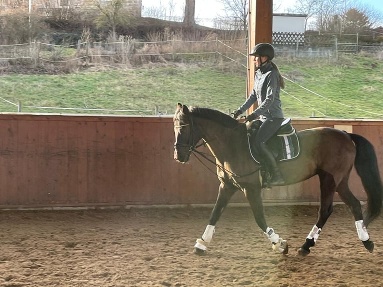 Duitse rijpony Merrie 20 Jaar 144 cm Donkerbruin in Bad Hersfeld