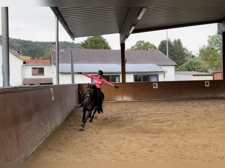 Duitse rijpony Merrie 20 Jaar 144 cm Donkerbruin in Bad Hersfeld