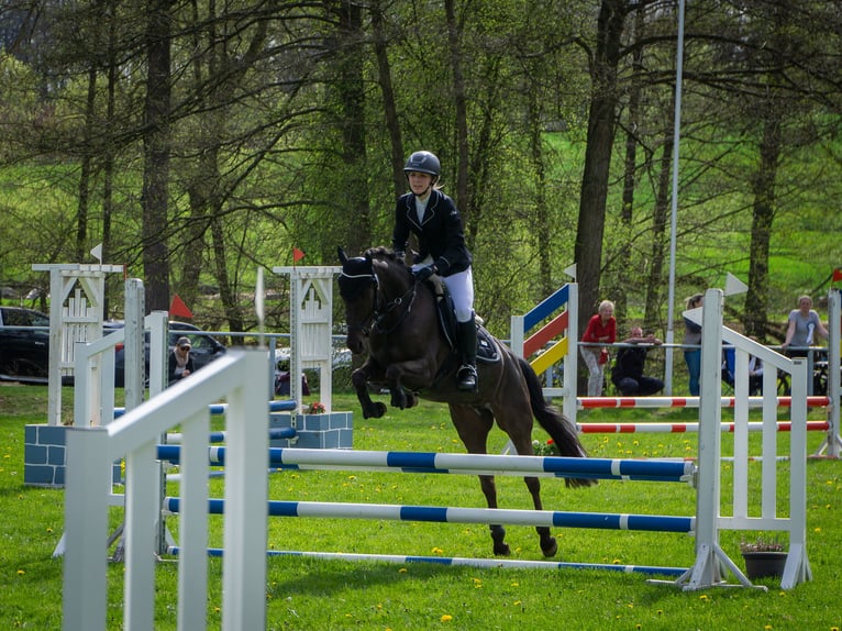 Duitse rijpony Merrie 20 Jaar 144 cm Donkerbruin in Bad Hersfeld