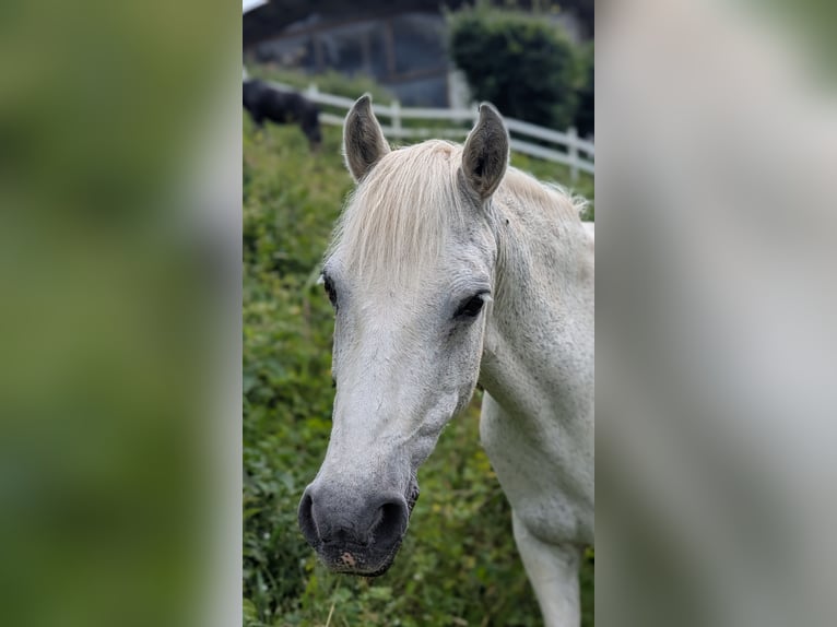 Duitse rijpony Merrie 20 Jaar 144 cm Schimmel in Breuberg
