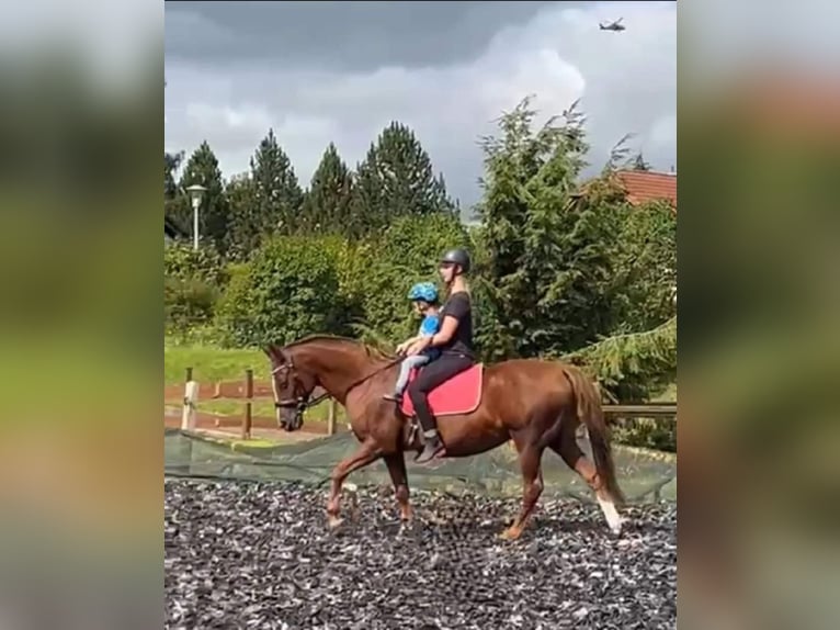 Duitse rijpony Merrie 20 Jaar 148 cm Vos in Twistetal