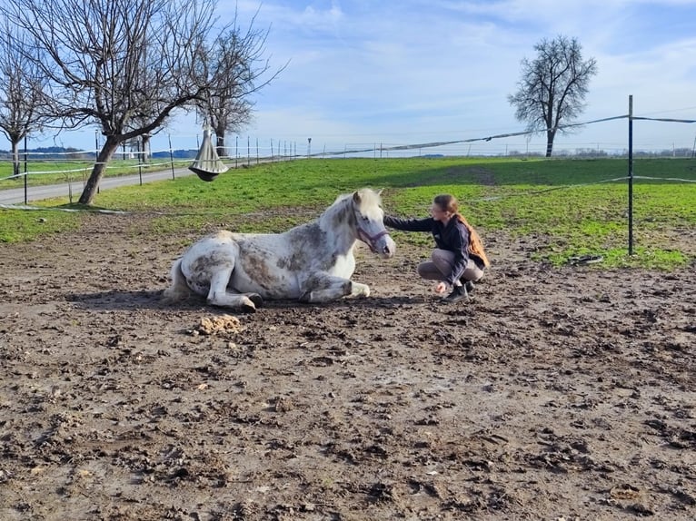 Duitse rijpony Merrie 21 Jaar 136 cm Schimmel in Reichersberg