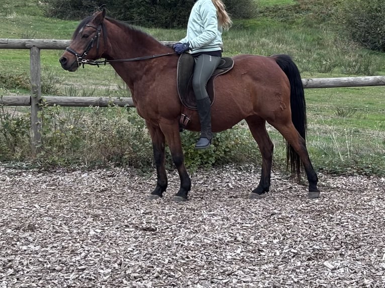 Duitse rijpony Merrie 21 Jaar 138 cm Donkerbruin in Wolfach