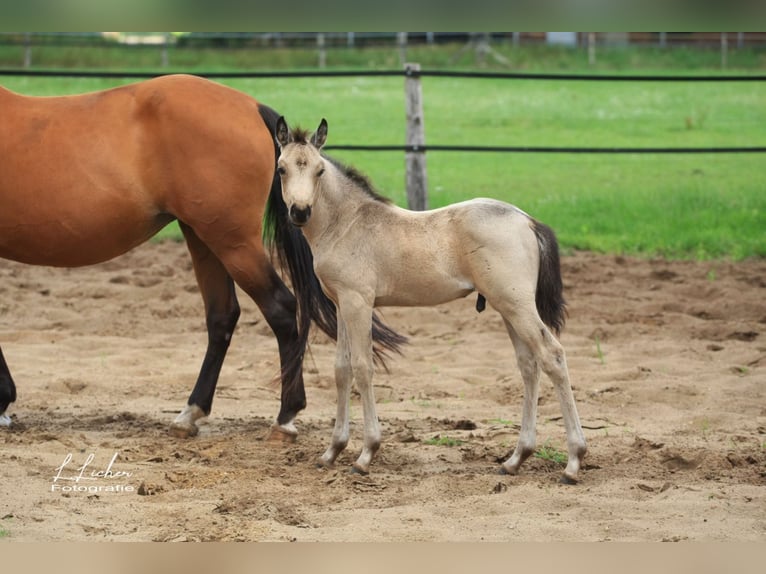 Duitse rijpony Merrie 21 Jaar 146 cm Bruin in Beverbruch