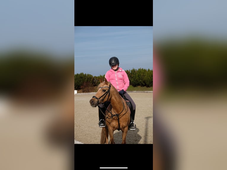 Duitse rijpony Merrie 21 Jaar 146 cm Palomino in Viersen