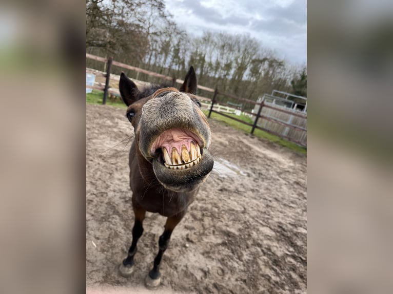 Duitse rijpony Merrie 21 Jaar 150 cm Bruin in Budenheim