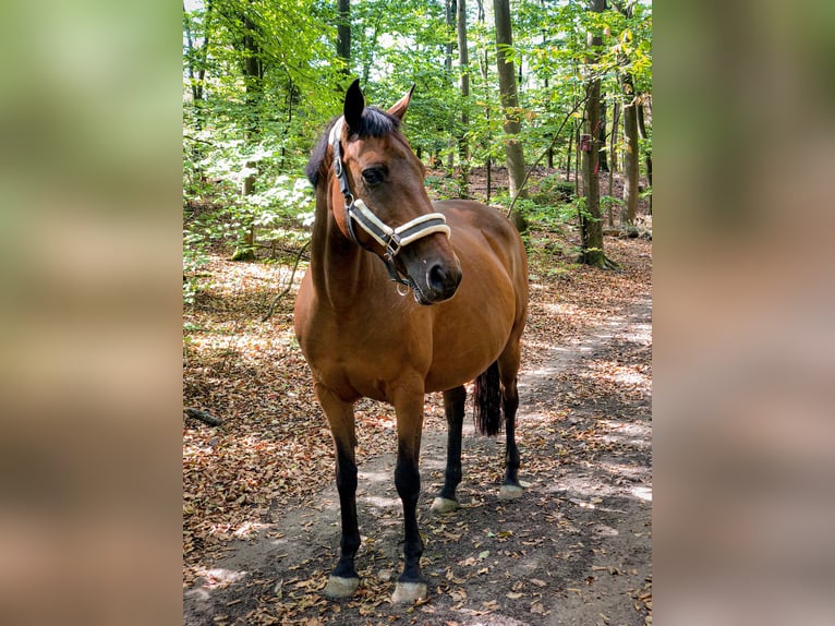 Duitse rijpony Merrie 21 Jaar 150 cm Bruin in Budenheim