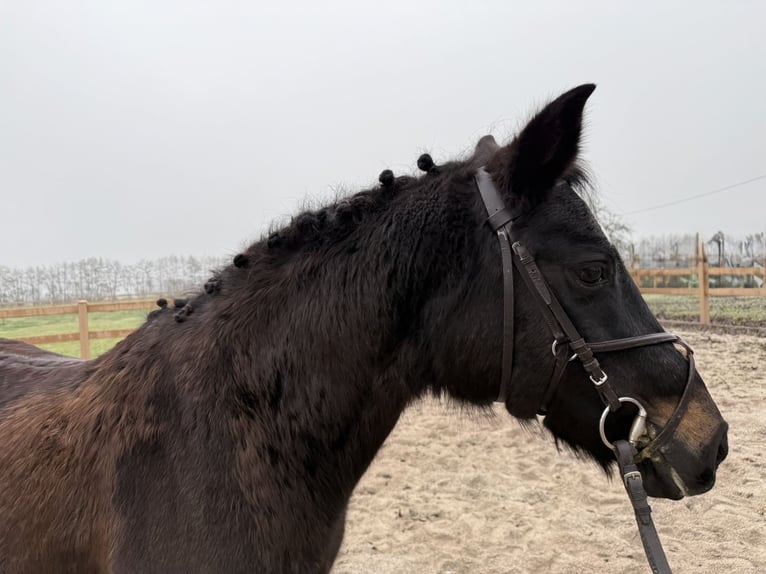 Duitse rijpony Merrie 22 Jaar 135 cm Donkerbruin in Lambach