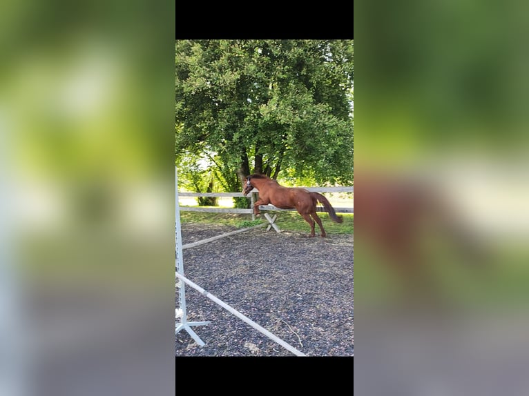 Duitse rijpony Merrie 22 Jaar 136 cm Vos in Aichstetten