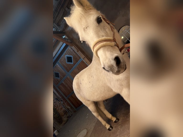 Duitse rijpony Merrie 22 Jaar 140 cm Schimmel in Barnstorf