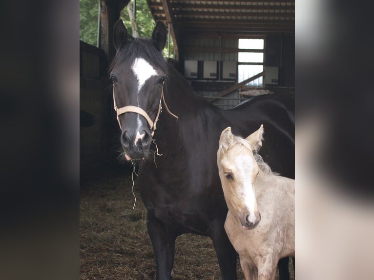 Duitse rijpony Merrie 22 Jaar 145 cm Zwart in Walchum