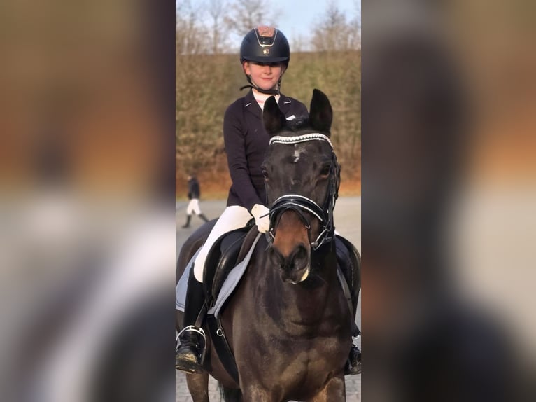 Duitse rijpony Merrie 22 Jaar 146 cm Donkerbruin in Warendorf