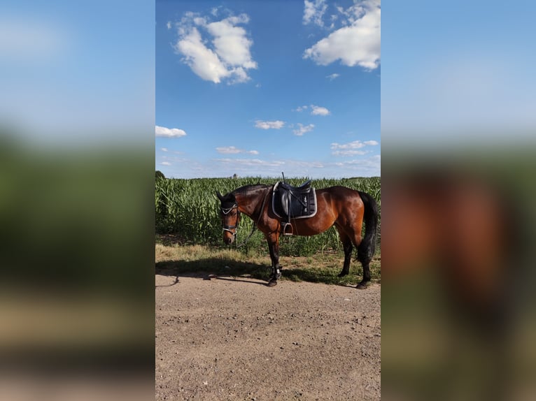 Duitse rijpony Mix Merrie 23 Jaar 145 cm Bruin in Düren Arnoldsweiler