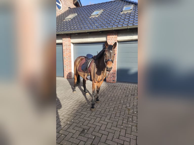 Duitse rijpony Mix Merrie 23 Jaar 145 cm Bruin in Düren Arnoldsweiler