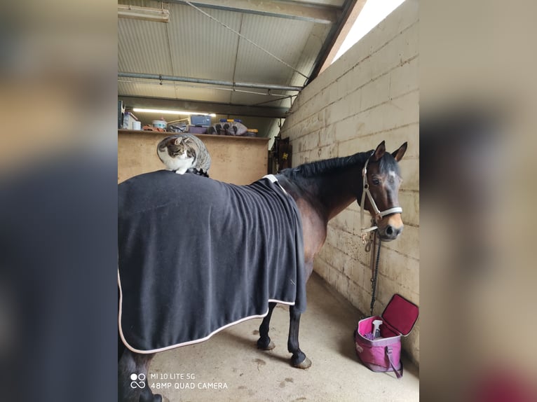 Duitse rijpony Mix Merrie 23 Jaar 145 cm Bruin in Düren Arnoldsweiler