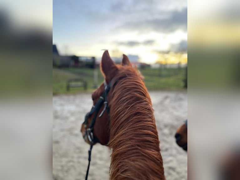 Duitse rijpony Merrie 23 Jaar 148 cm Vos in Ritterhude