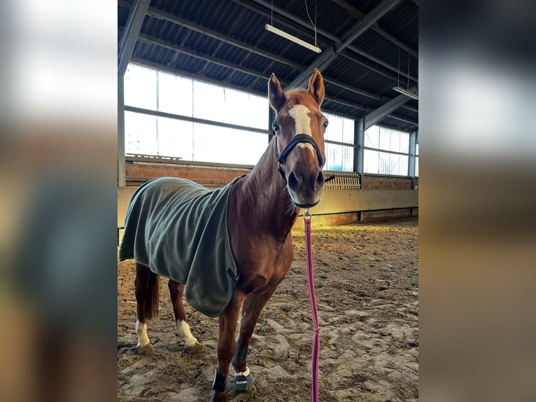 Duitse rijpony Merrie 23 Jaar 150 cm Vos in Stolberg (Rheinland)