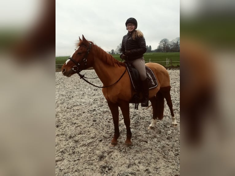 Duitse rijpony Merrie 23 Jaar 150 cm Vos in Stolberg (Rheinland)