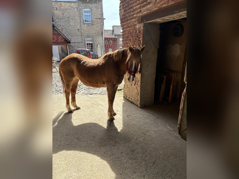 Duitse rijpony Merrie 24 Jaar 138 cm Vos in Alsdorf