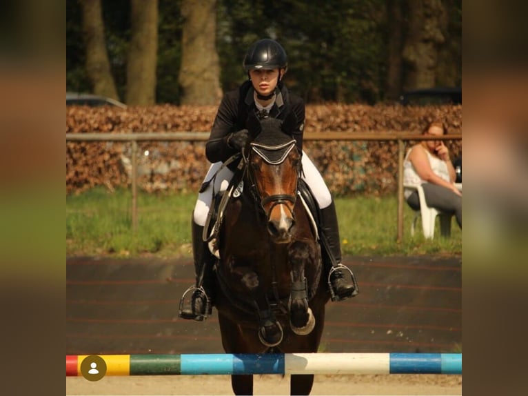 Duitse rijpony Merrie 25 Jaar 148 cm Bruin in Straelen