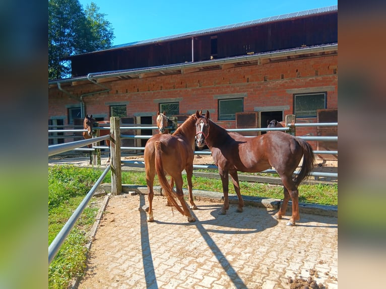 Duitse rijpony Merrie 27 Jaar 147 cm Vos in Waldstetten