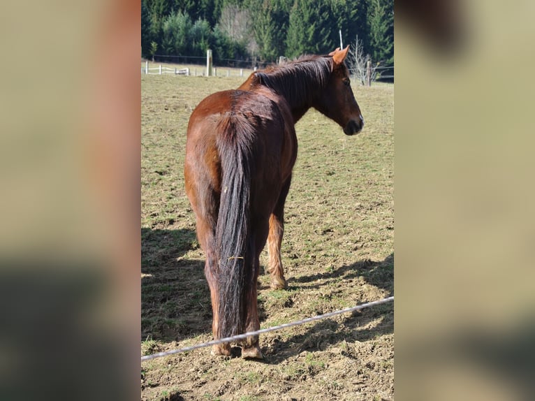 Duitse rijpony Merrie 28 Jaar 147 cm Vos in Waldstetten