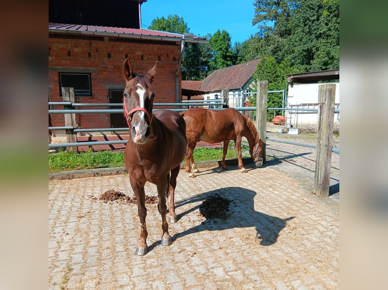 Duitse rijpony Merrie 28 Jaar 147 cm Vos in Waldstetten