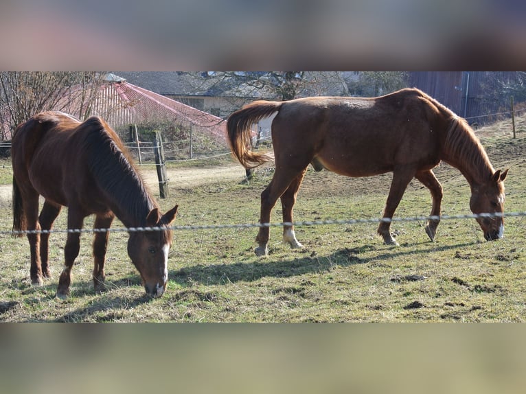 Duitse rijpony Merrie 28 Jaar 147 cm Vos in Waldstetten