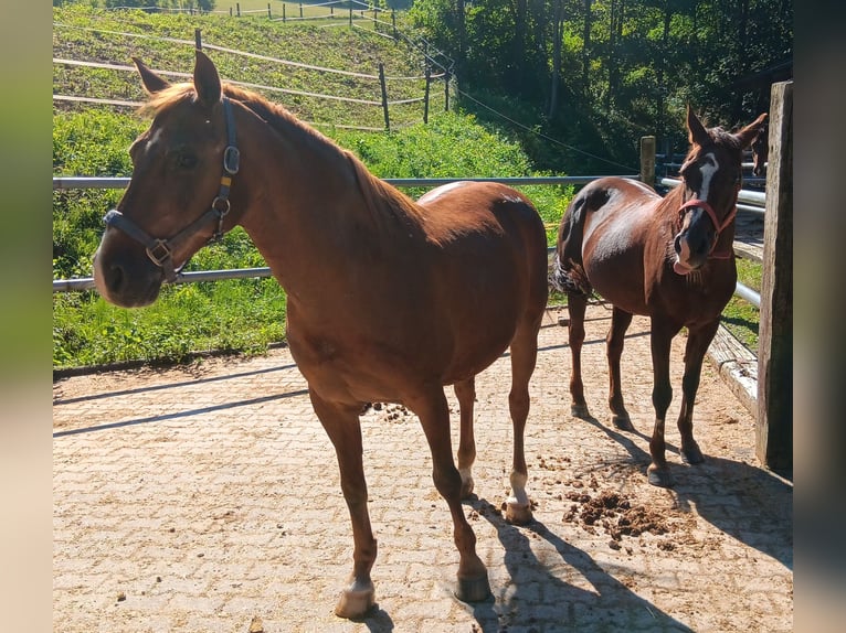 Duitse rijpony Merrie 28 Jaar 147 cm Vos in Waldstetten