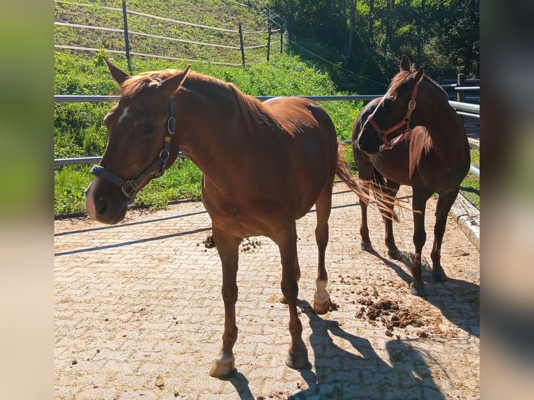 Duitse rijpony Merrie 28 Jaar 147 cm Vos in Waldstetten