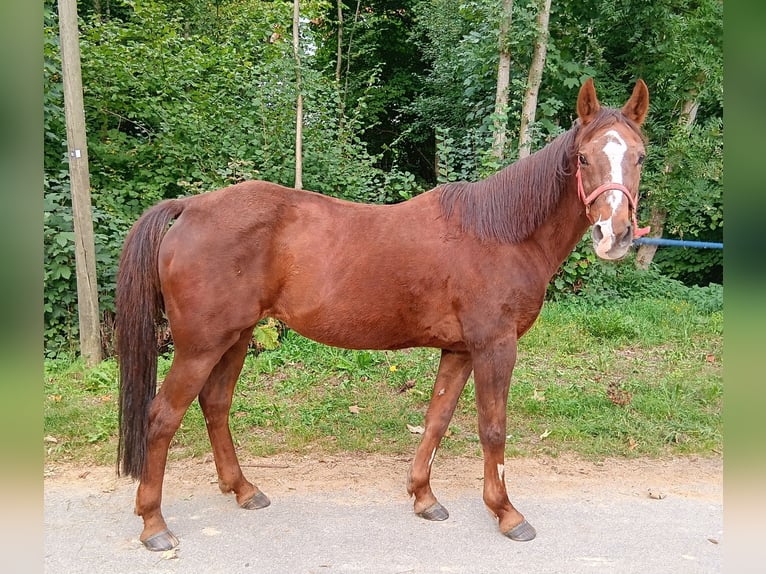 Duitse rijpony Merrie 28 Jaar 147 cm Vos in Waldstetten