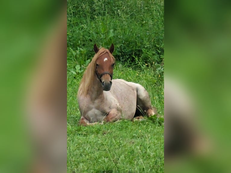 Duitse rijpony Merrie 2 Jaar 125 cm kan schimmel zijn in Ringelai