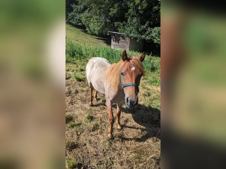 Duitse rijpony Merrie 2 Jaar 125 cm kan schimmel zijn in Ringelai