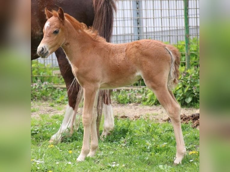 Duitse rijpony Merrie 2 Jaar 125 cm kan schimmel zijn in Ringelai