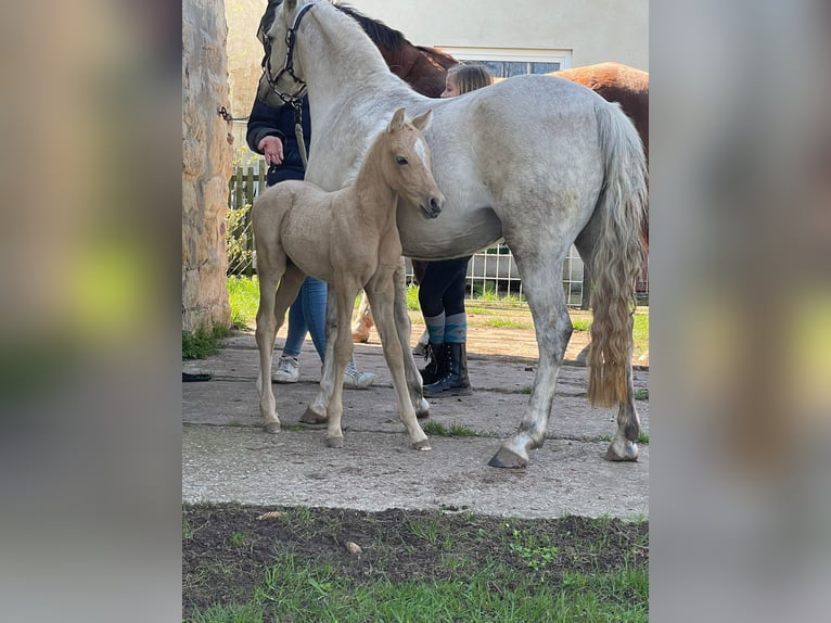 Duitse rijpony Merrie 2 Jaar 135 cm Schimmel in Gera