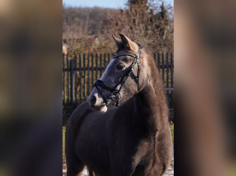 Duitse rijpony Merrie 2 Jaar 135 cm Schimmel in Gera