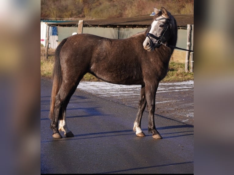 Duitse rijpony Merrie 2 Jaar 135 cm Schimmel in Gera