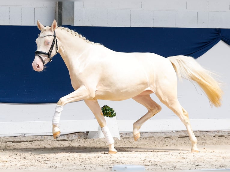 Duitse rijpony Merrie 2 Jaar 136 cm Cremello in Marsberg