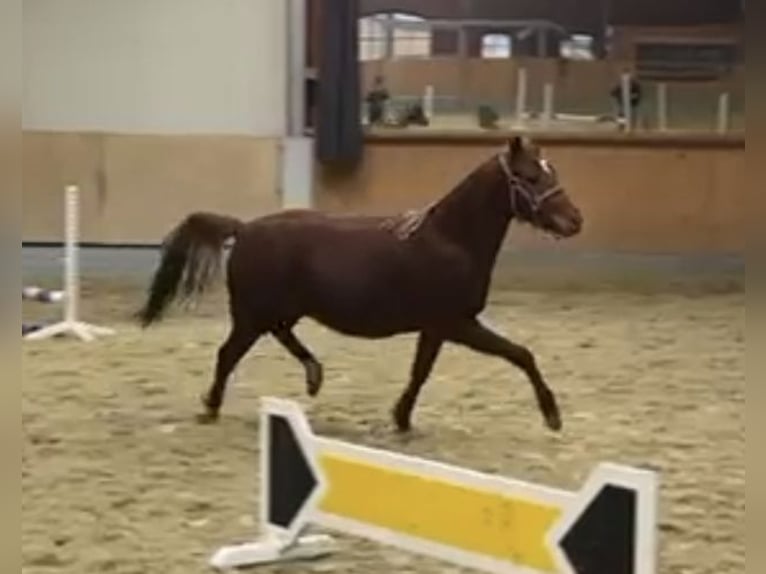 Duitse rijpony Merrie 2 Jaar 136 cm Donkere-vos in Stuhr