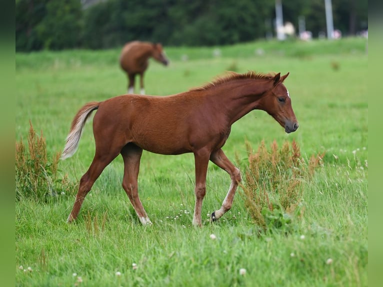 Duitse rijpony Merrie 2 Jaar 136 cm Donkere-vos in Stuhr