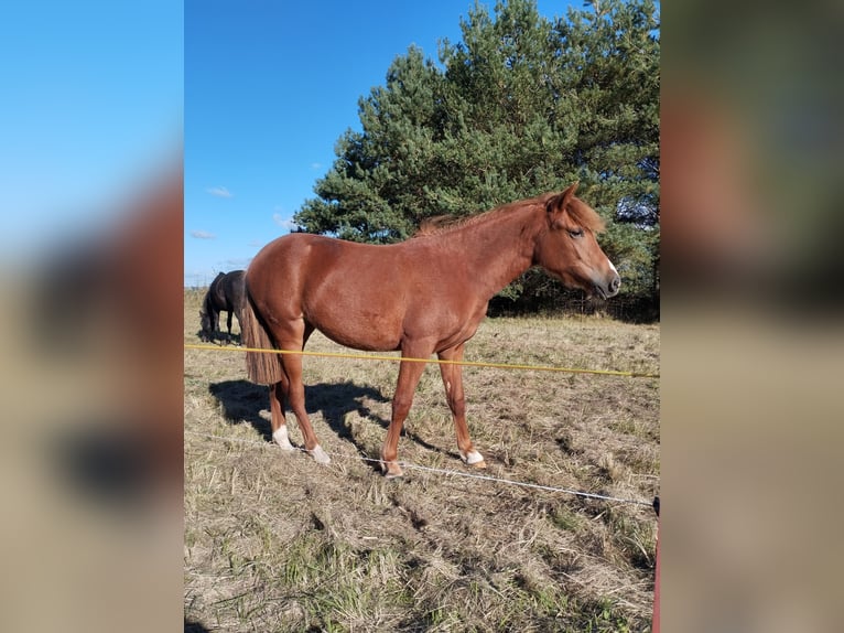 Duitse rijpony Mix Merrie 2 Jaar 136 cm Vos in Kenz