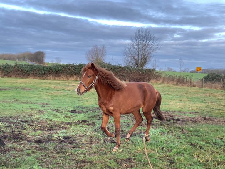 Duitse rijpony Mix Merrie 2 Jaar 136 cm Vos in Kenz