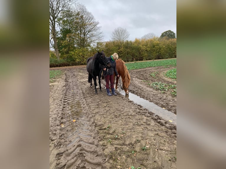 Duitse rijpony Mix Merrie 2 Jaar 136 cm Vos in Kenz