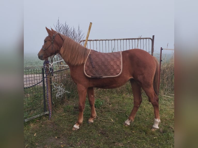 Duitse rijpony Mix Merrie 2 Jaar 136 cm Vos in Kenz